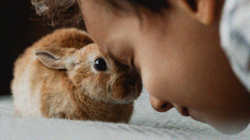 Konijn en jongetje bij elkaar | Figo dierverzekeringen
