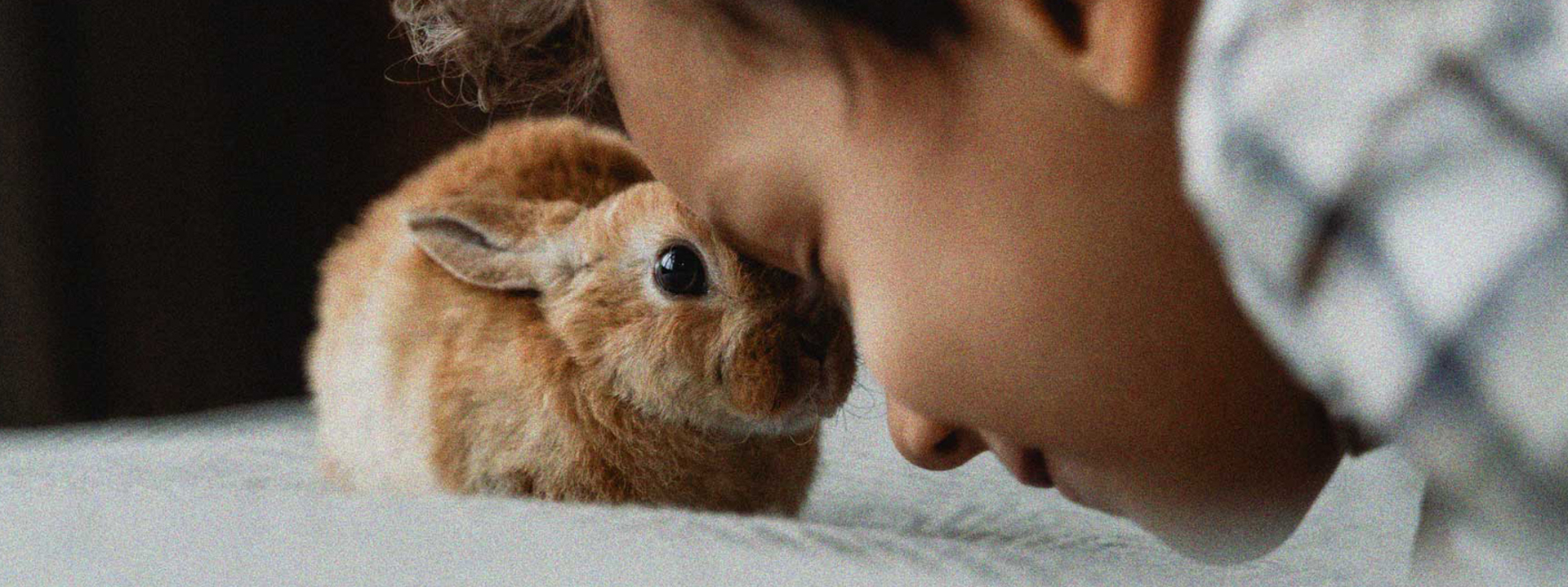 Konijn en jongetje bij elkaar | Figo dierverzekeringen