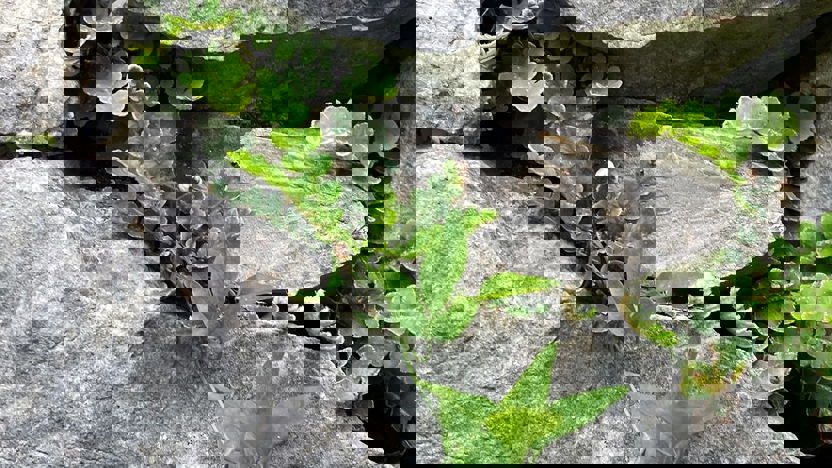 Blog wildgroei teams