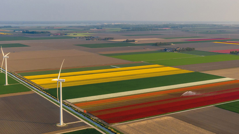Windmolens en tulpenvelden in de gemeente Dronten