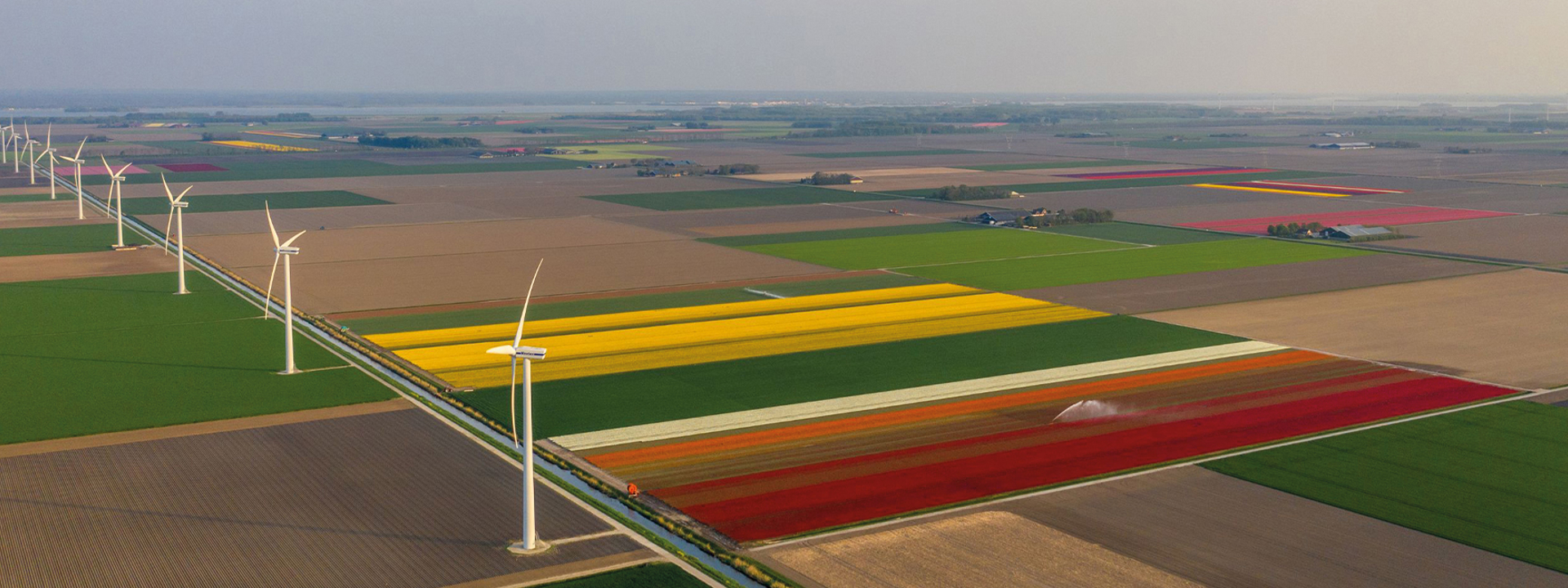 Windmolens en tulpenvelden in de gemeente Dronten