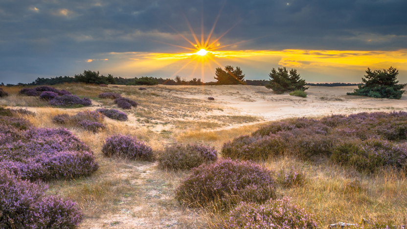 De heide in de gemeente Someren