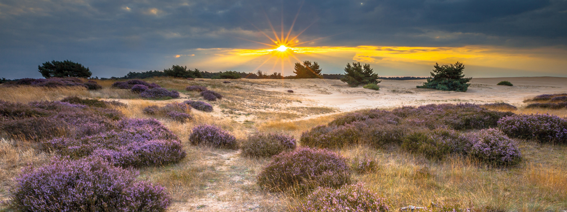De heide in de gemeente Someren