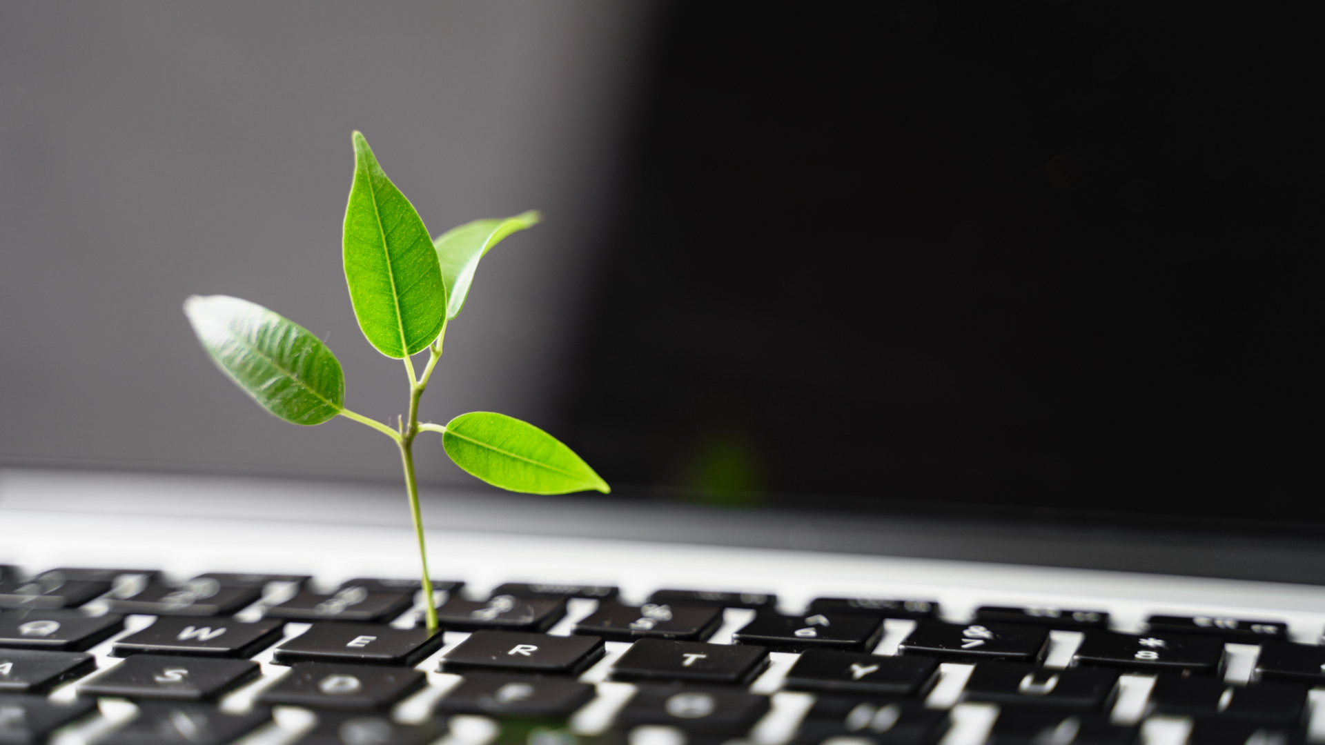 Groen blaadje en laptop toetsenbord