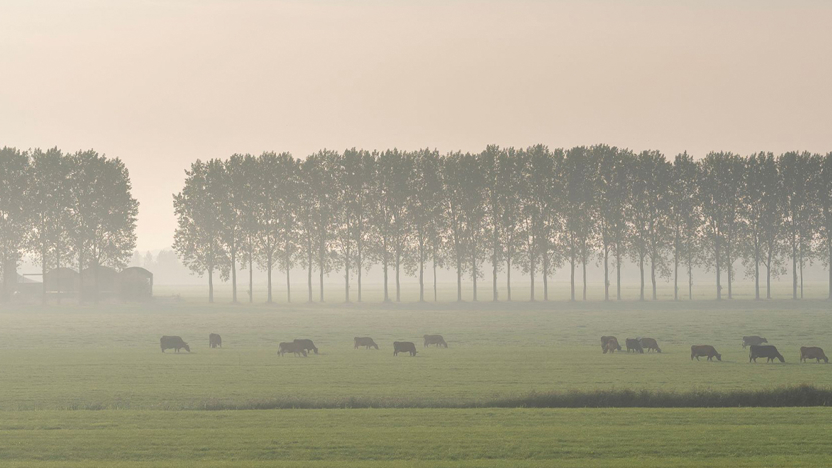 Weiland met koeien en mist