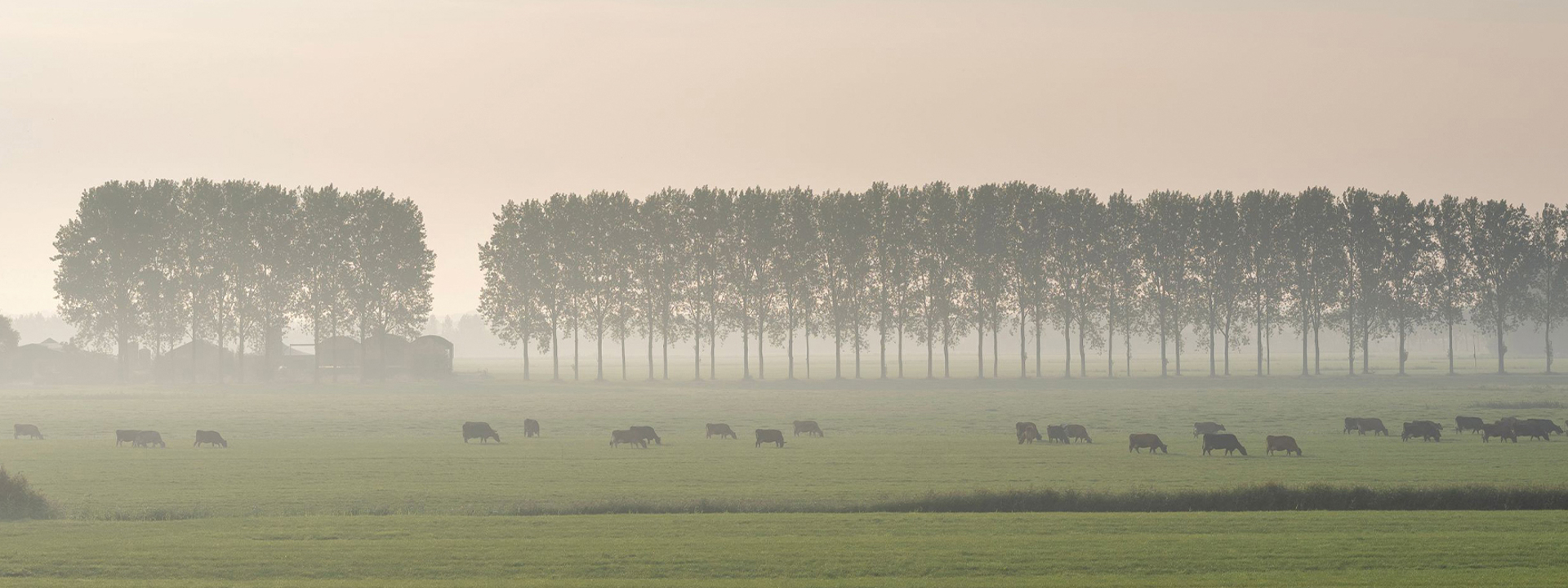 Weiland met koeien en mist